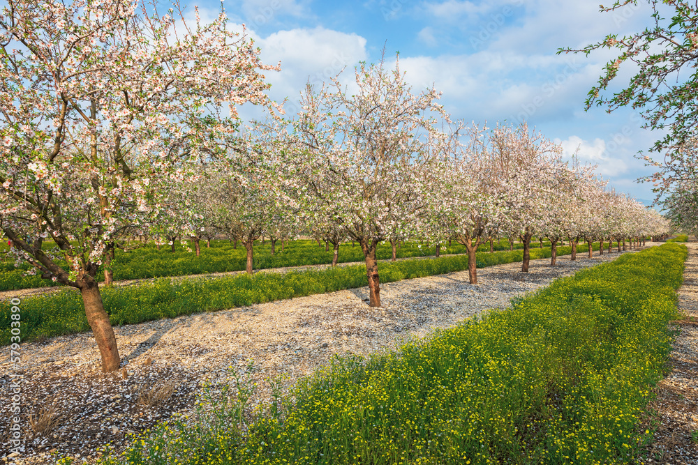 spring garden of blossoming almonds spring garden of blossoming almonds