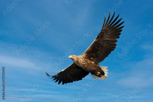 Close up of a White-tailed sea Eagle in flight