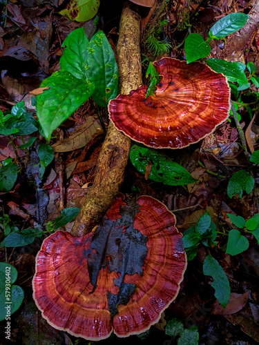 Red Mushroom on Timber wet, it's grow in floor forest photo