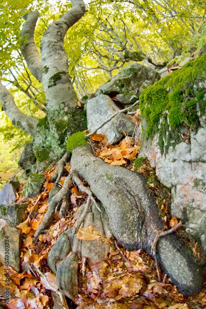 Hayedo de la Pedrosa Beech Forest, Riofrío de Riaza, Sierra de Ayllón, Segovia, Castilla y León, Spain, Europe Hayedo de la Pedrosa Beech Forest, Riofrío de Riaza, Sierra de Ayllón, Segovia, Castilla y León, Spain, Europe