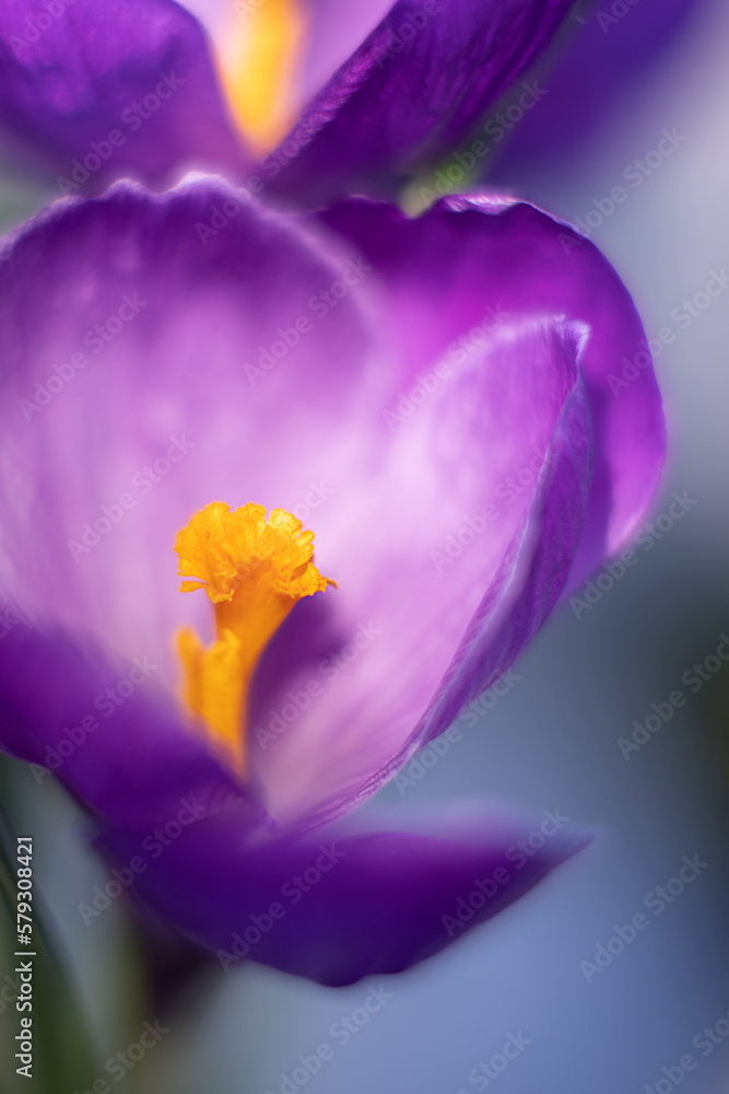 Purple crocus flower closeup. Vertical photo Purple crocus flower closeup. Vertical photo