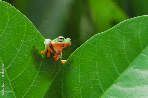 Javan tree frog, Frog, Tree Frog, Flying Frog, photo