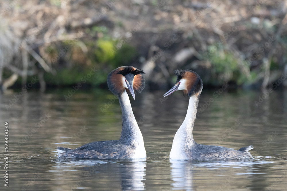 Haubentaucher (Podiceps cristatus) Haubentaucher (Podiceps cristatus)