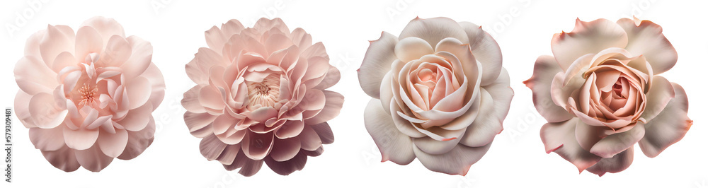 Assorted light powder pink roses on transparent PNG background. Created with Generative AI.