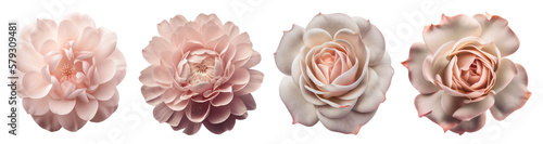 Obraz na płótnie Assorted light powder pink roses on transparent PNG background. Created with Generative AI. w salonie