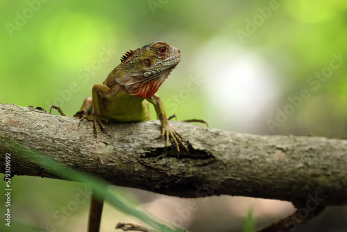 iguana, an iguana on a log