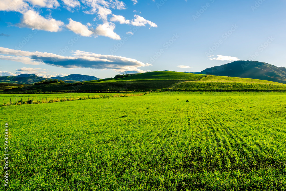 Naklejka premium green field in spring day , sunset in a green shiny field with young grass and golden sun rays, deep blue cloudy sky on a background , summer valley landscape