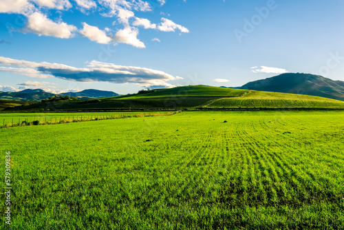 green field in spring day   sunset in a green shiny field with young grass and golden sun rays  deep blue cloudy sky on a background   summer valley landscape