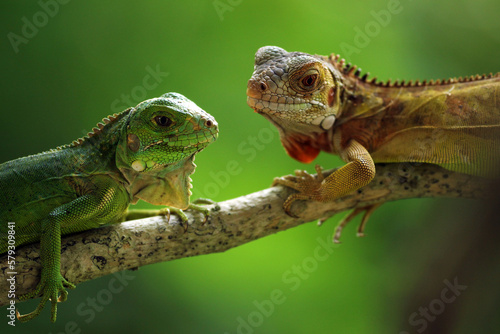 iguana, two iguanas on a log