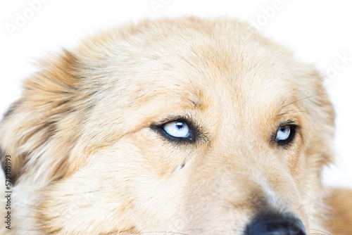 portrait of dog with blue eyes