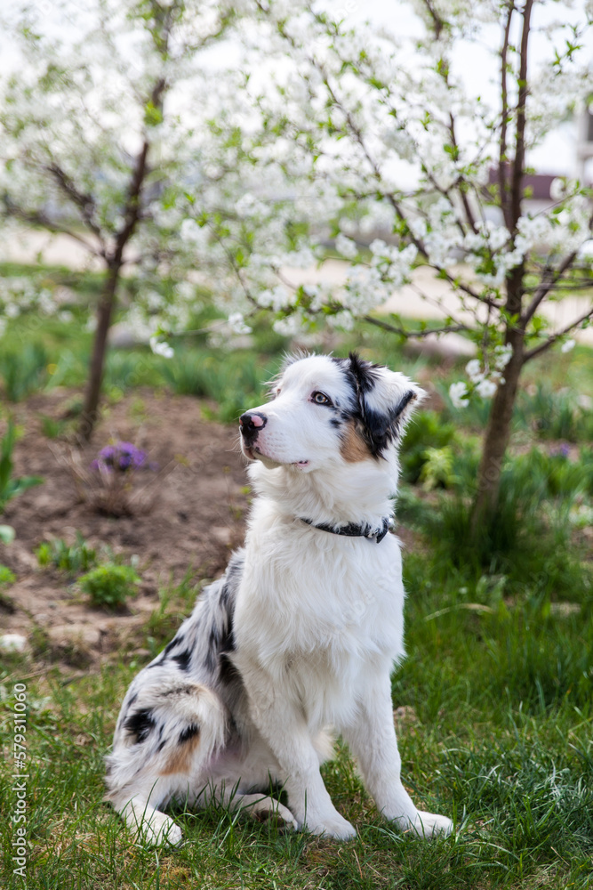 Portrait of blue merle australian shepherd young dog Portrait of blue merle australian shepherd young dog