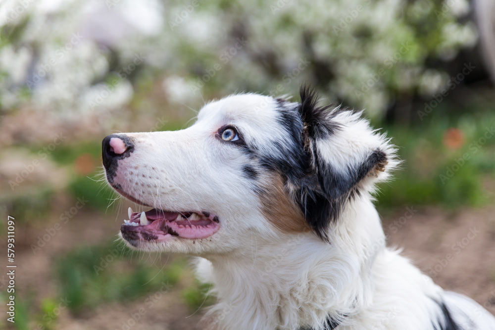 Portrait of blue merle australian shepherd young dog