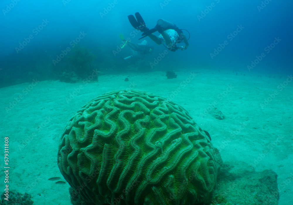 a diver and a brain coral in the caribbean sea a diver and a brain coral in the caribbean sea