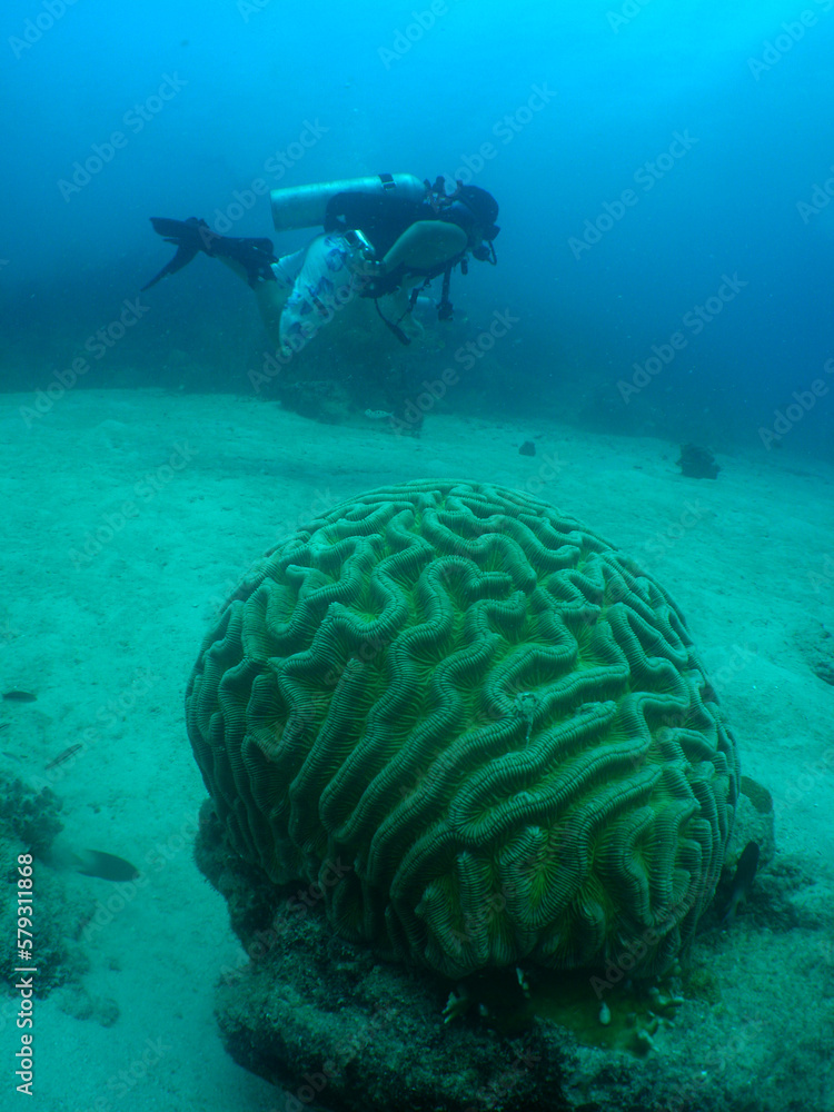 a diver and a brain coral in the caribbean sea a diver and a brain coral in the caribbean sea