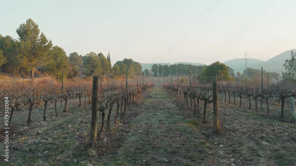 Rustic vineyard during fall with a golden light and trees in background Rustic vineyard during fall with a golden light and trees in background