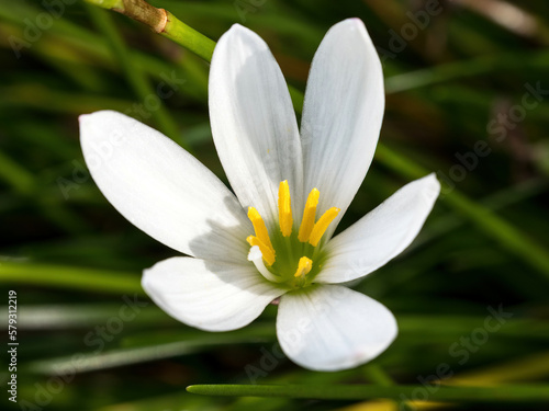 White Rain-Lily (Zephyranthes candida) flower