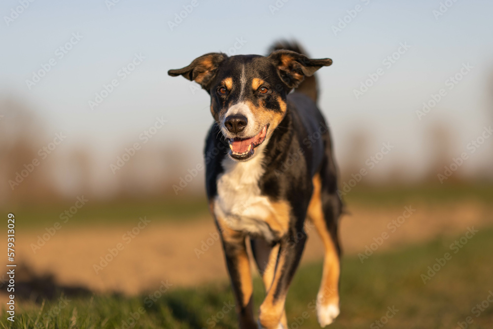 Cute appenzeller sennenhund dog running at the meadow on early spring