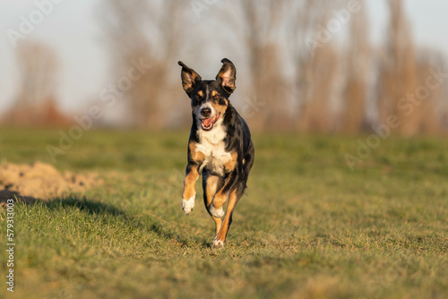 Cute appenzeller sennenhund dog running at the meadow on early spring © Vince Scherer 