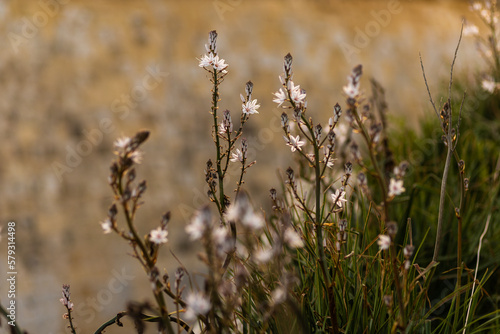 Winter flowers on Malta island  Europe