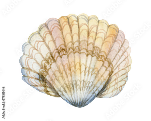 Watercolor seashell realistic illustration in pastel colors. Hand drawn nautical design element isolated on white