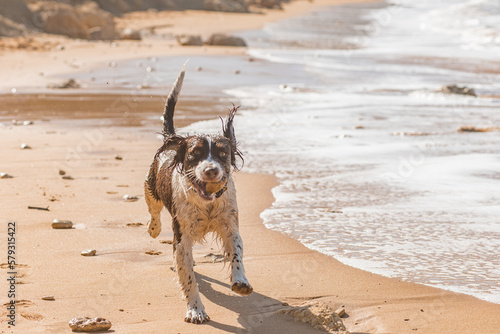 The happy dog on the Riviera Beach, Malta 