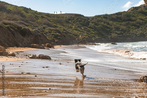 The happy dog on the Riviera Beach, Malta 