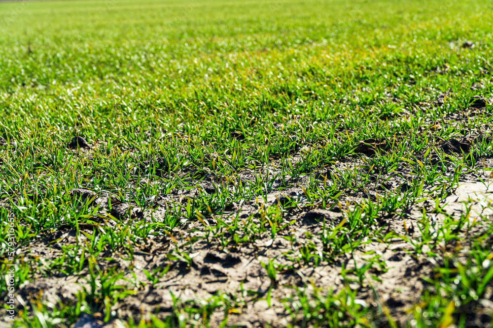Young green wheat growing in soil. Green grass on the field Young green wheat growing in soil. Green grass on the field