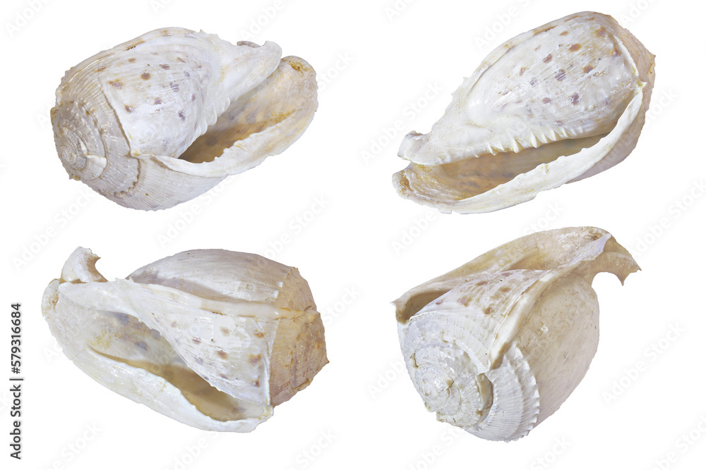 The different states  seashells pattern isolated