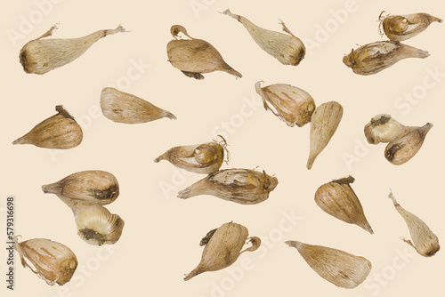 Close-up of the Freesia bulbs (corms) isolated on the pinkish background
