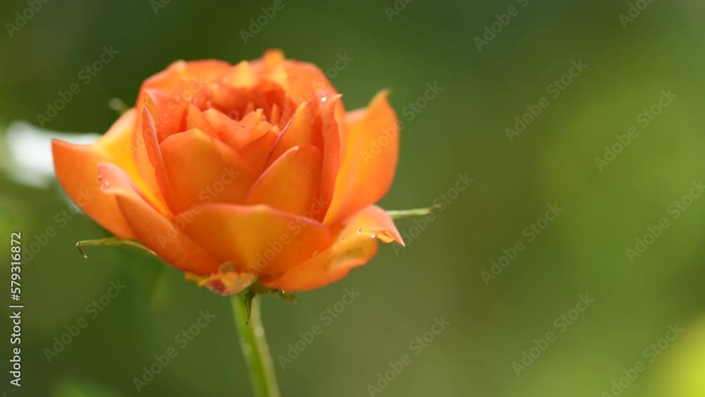 Orange rose on nature boken background. Orange rose on nature boken background.