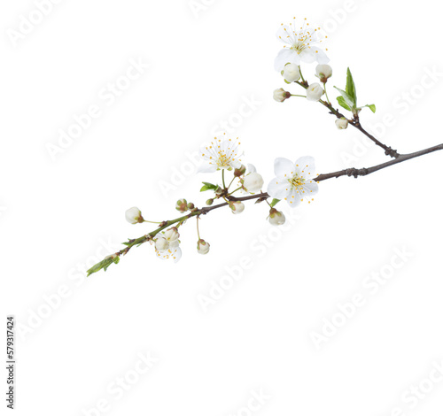 Flowering branches of Cherry Plum isolated on white background. Selective focus.