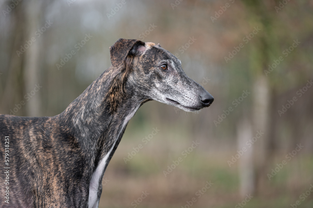 Kopfstudie eines spanischen Windhund Kopfstudie eines spanischen Windhund