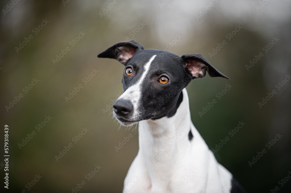 Kopfportrait Whippet