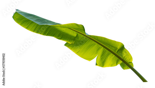 green banana leaf isolated on transparent background © pernsanitfoto