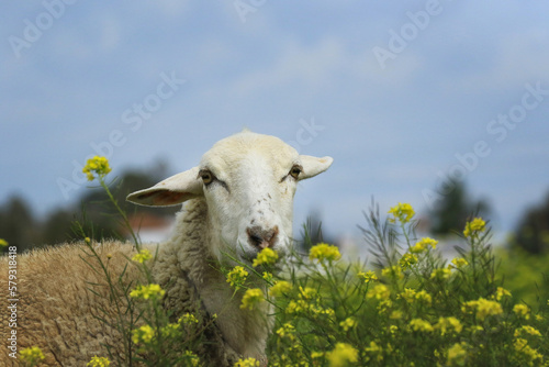 Portrait Schaf vor blauem Himmel in gelben Blumen