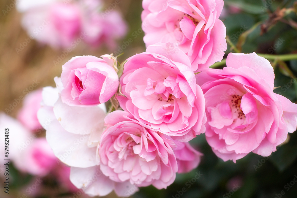 A bush of pink blooming roses with buds, summer bloom A bush of pink blooming roses with buds, summer bloom