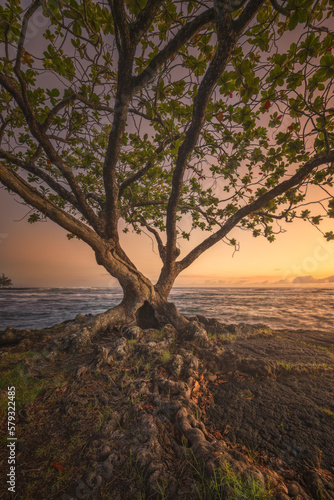 Costa volcánica de la isla grande de Hawaii