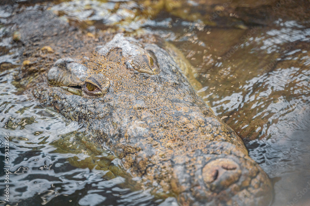 Obraz premium Crocodile close-up