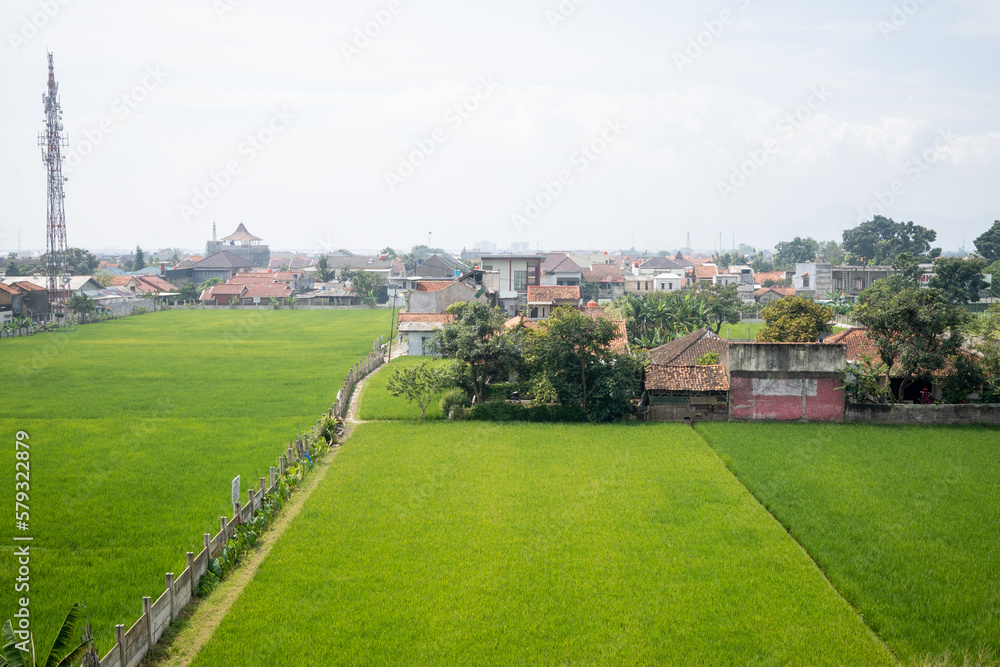 Green rice fields in town, Bandung City, Indonesia.