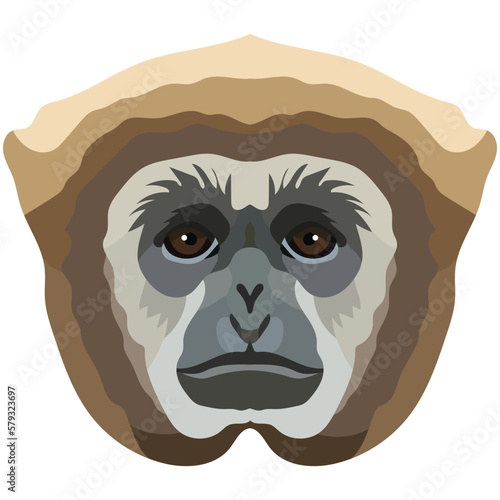 Gibbon. The face of the monkey is depicted in vector style. A vivid image of a primate. Logo, illustration isolated on white background.