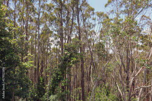 eucalyptus trees in australian bushland