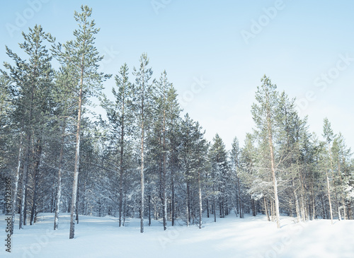 Snow Covered Trees & Frozen Landscape In The Winter Around Utsjoki, Finland