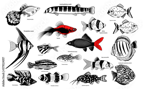 Set with aquarium fishes. Isolated fish on a white background .Hand-drawn vector illustration. Aquaristics. 
