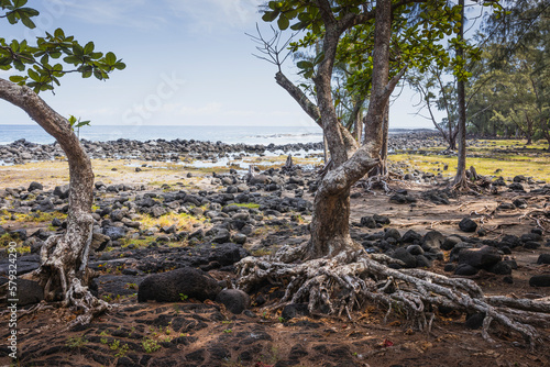 Entorno natural y vegetaci  n de las islas de Hawaii  