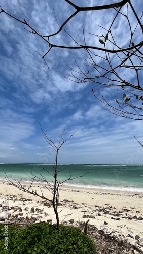 tree on the beach photo