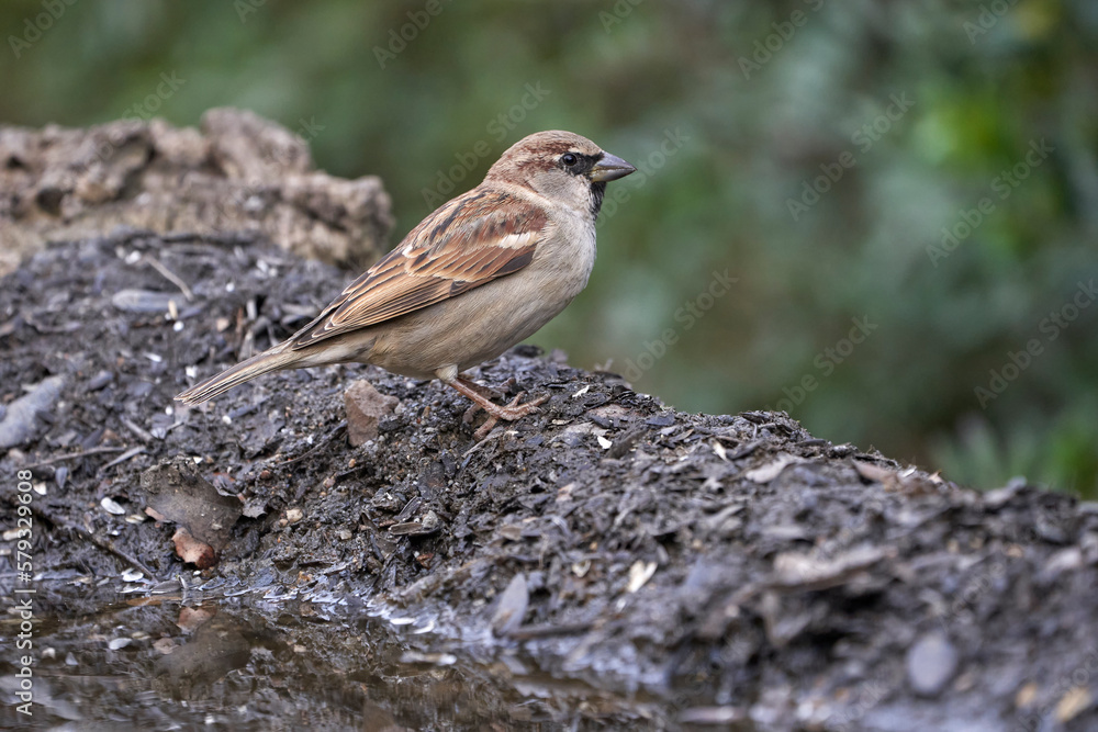 Beautiful profile portrait of a sparrow perched on a tree trunk near Cordoba, Andalusia, Spain Beautiful profile portrait of a sparrow perched on a tree trunk near Cordoba, Andalusia, Spain