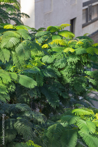 Green leafy branches of leguminous plants in the city. photo