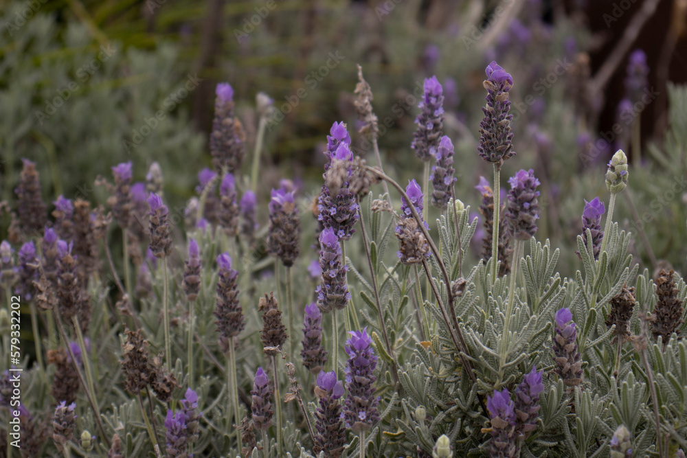 Obraz premium lavender field in region
