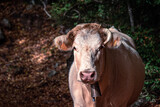 Portrait of a cow on a forest path.