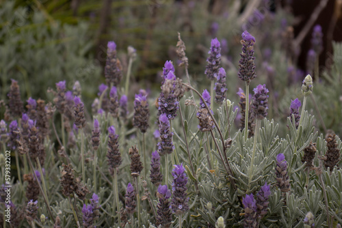 Fototapeta Naklejka Na Ścianę i Meble -  lavender field in region